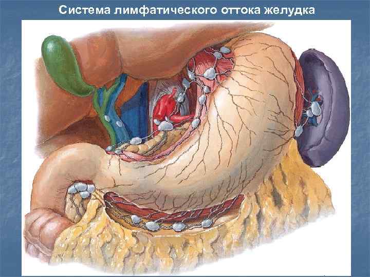 Система лимфатического оттока желудка 