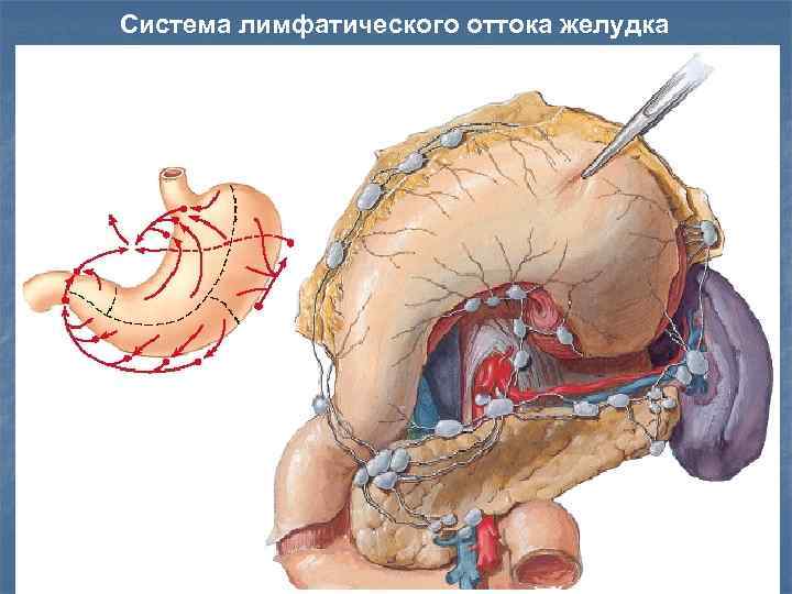 Система лимфатического оттока желудка 