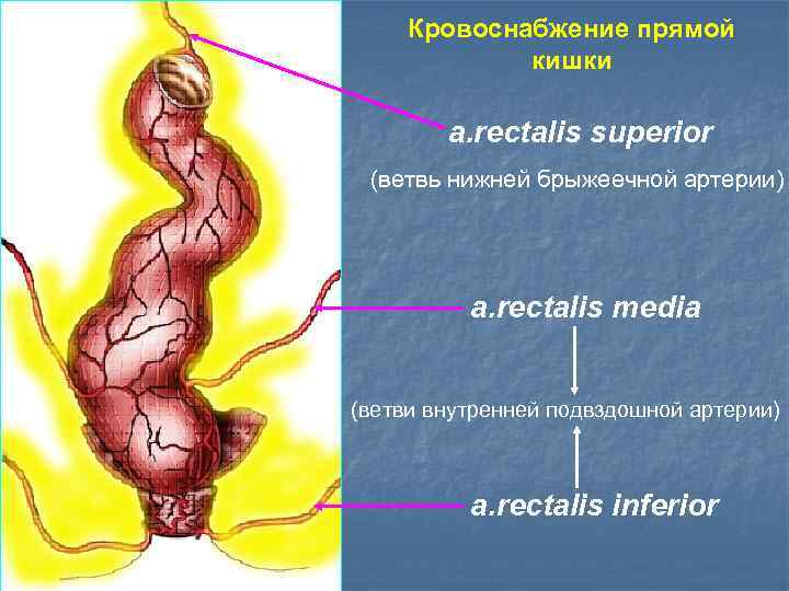 Кровоснабжение прямой кишки а. rectalis superior (ветвь нижней брыжеечной артерии) а. rectalis media (ветви