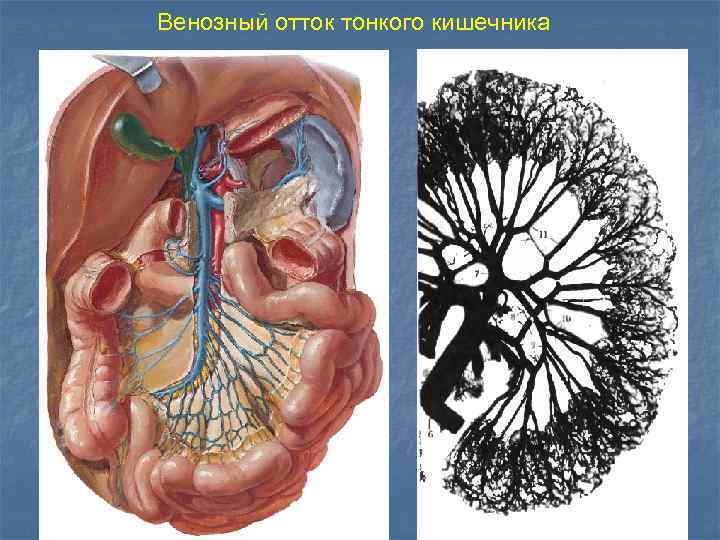 Венозный отток тонкого кишечника 