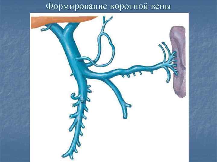 Воротная вена рисунок