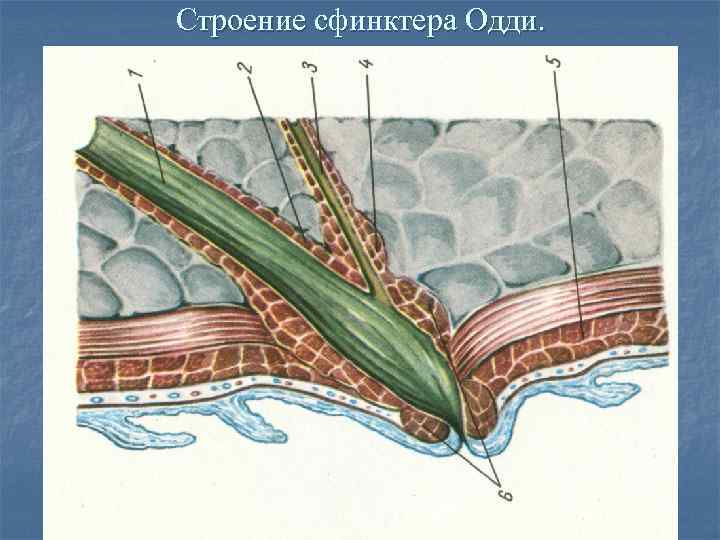 Внутренний сфинктер