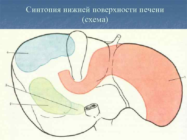 Синтопия печени рисунок