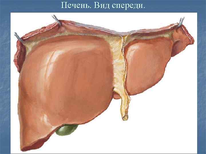 Печень коровы рисунок