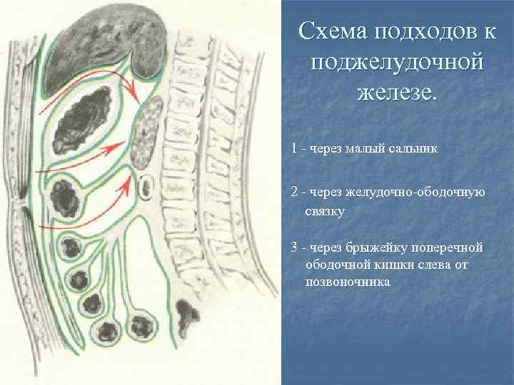 Схема жкт корнилова