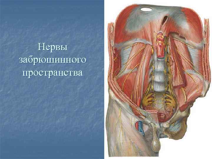 Сагиттальный распил забрюшинного пространства схема