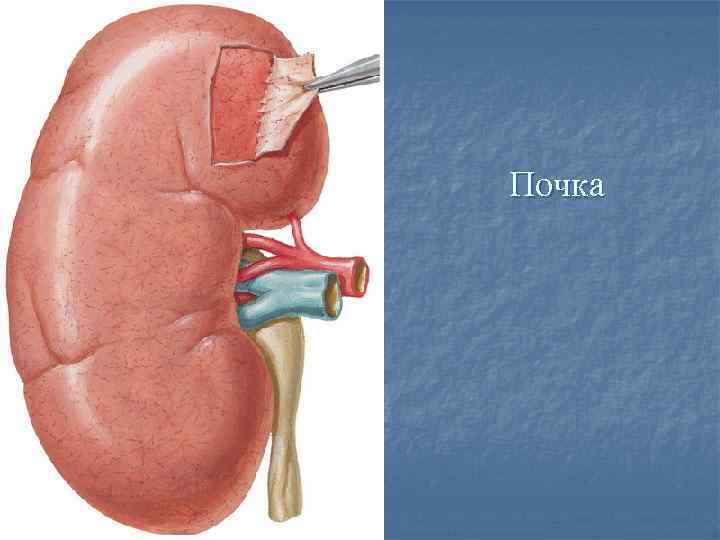 Почка 