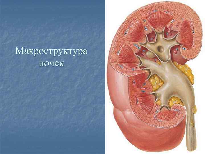 Макроструктура почек 