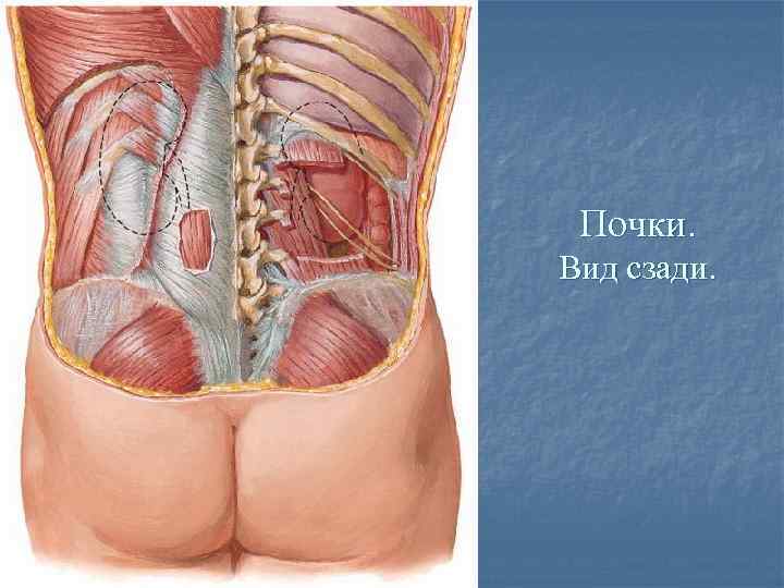 Где находятся почки у человека. Анатомия человека почки расположение. Расположение органов у человека почки. Схема расположения почек у человека. Почки у человека расположение у женщин почек со спины.