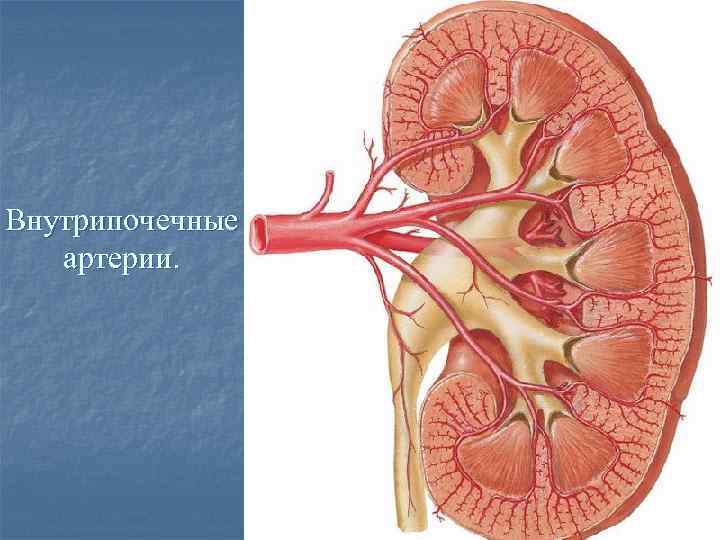 Вены стенок и органов полости таза перечислить их особенности ход и стоки