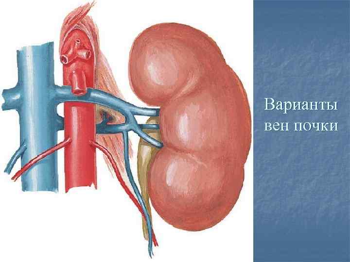 Варианты вен почки 