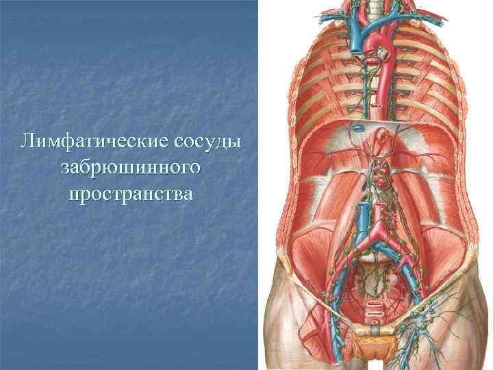 Сагиттальный и поперечный распил забрюшинного пространства схема