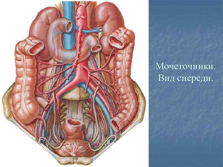 Где находятся мочеточники у женщин фото спереди