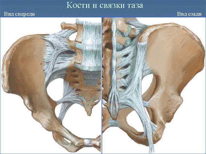 Крестцово тазобедренный сустав. Связки крестцово-подвздошного сустава. Крестцово-подвздошный сустав анатомия. Запирательная мембрана таза анатомия. Крестцово подвздошный сустав анатомия строение.