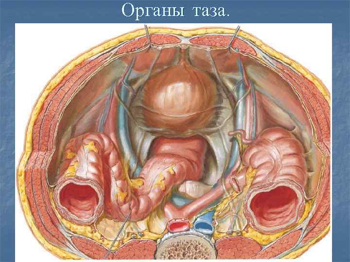 Органы таза. 