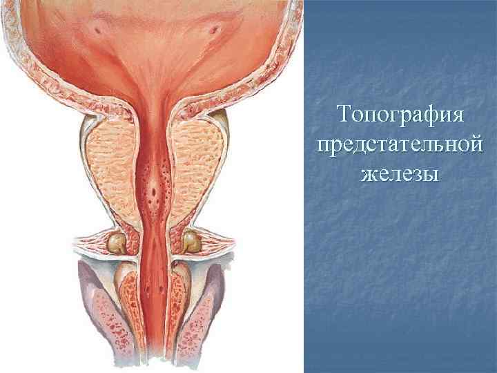 Топография предстательной железы 