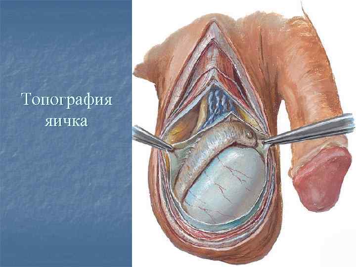 Топография яичка 