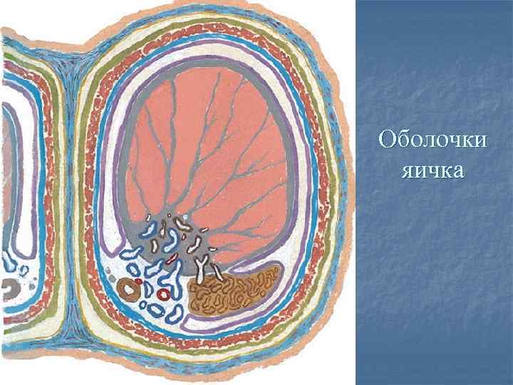 Оболочки яичка. Оболочки яичка анатомия. 7 Оболочек яичка анатомия. Оболочки семенника анатомия. Белочная оболочка яичка латынь.