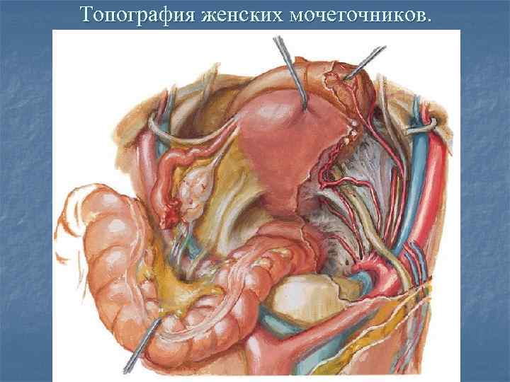 Органы таза у женщин. Синтопия мочеточника. Топография мочеточника анатомия. Топографическая анатомия мочеточников. Мочеточники топографическая анатомия синтопия.