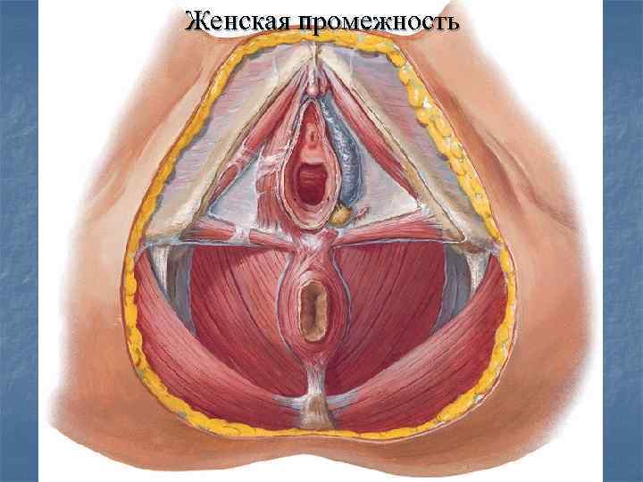 Женская промежность 