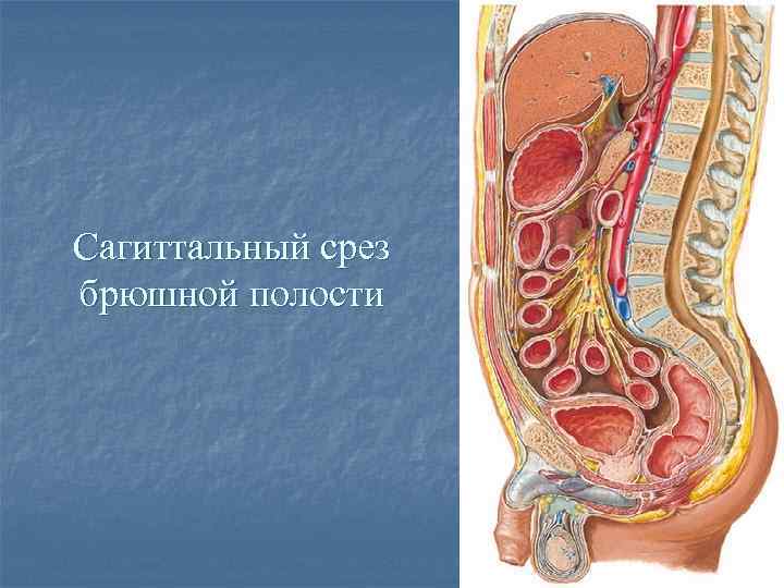 Сагиттальный и поперечный распил забрюшинного пространства схема