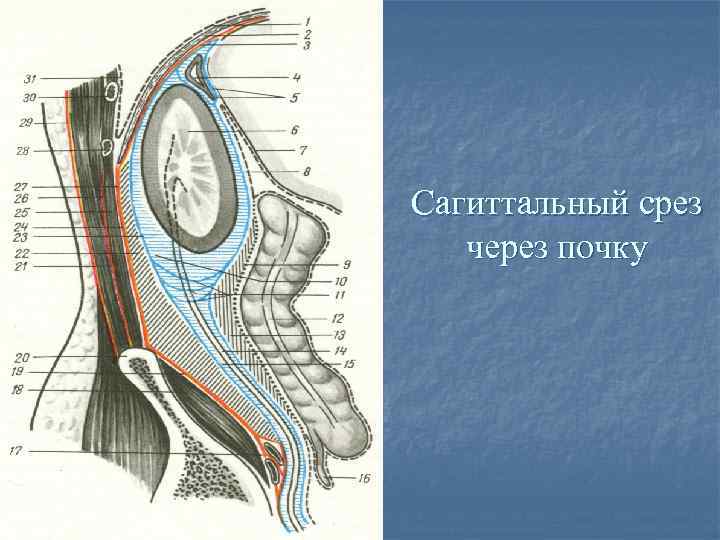 Сагиттальный распил забрюшинного пространства схема