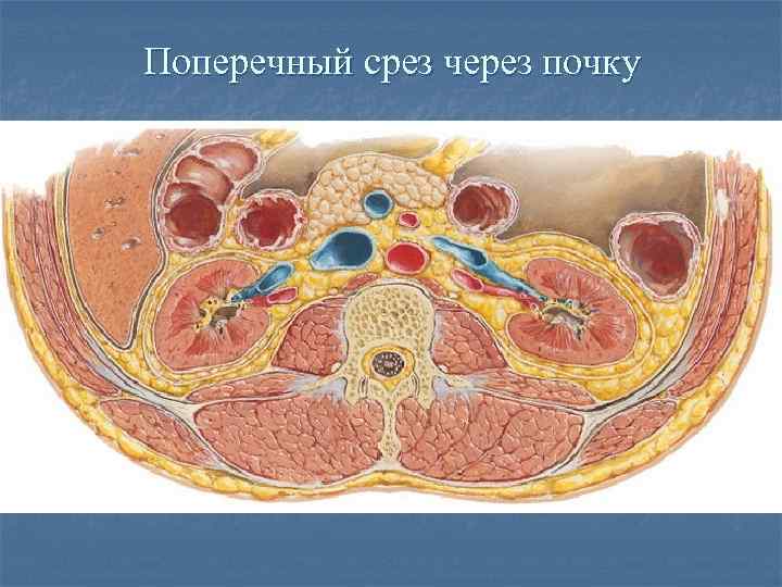 Забрюшинная полость