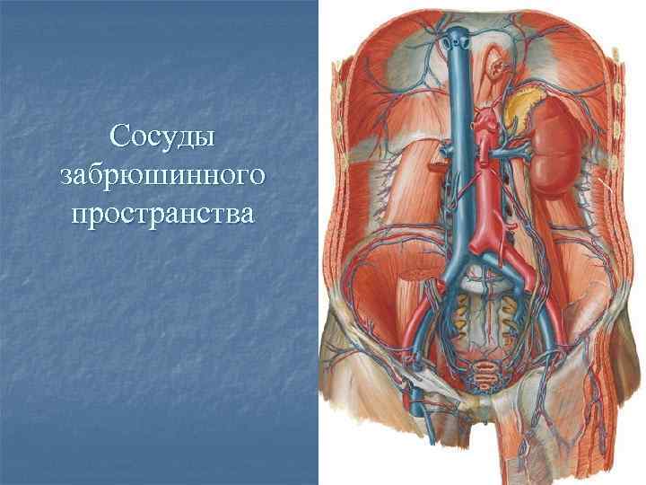 Образование забрюшинного пространства