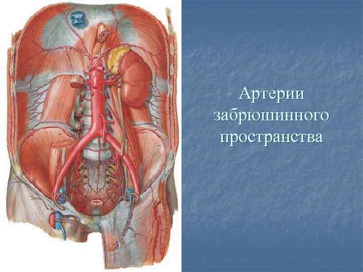 Органы забрюшинного пространства