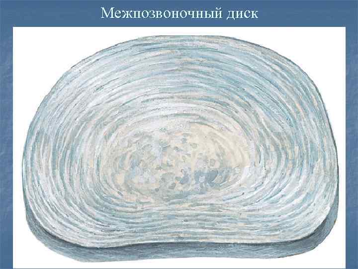 Межпозвоночный диск 