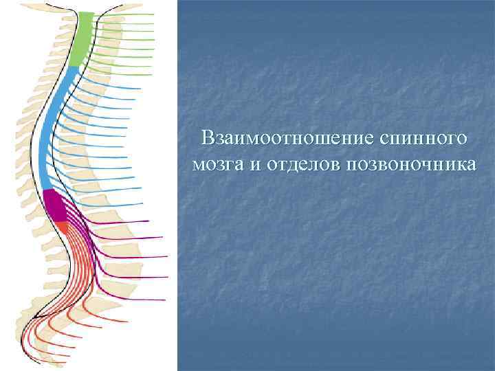 Взаимоотношение спинного мозга и отделов позвоночника 