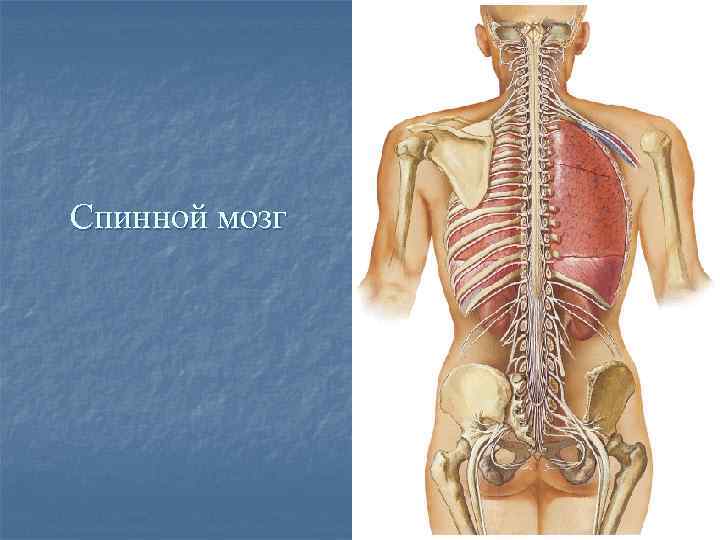 Мозг в позвоночнике. Позвоночник и спинной мозг. Спинной мозг и костный мозг. Позвоночник и спинной мозг анатомия. Костный мозг в позвоночнике.