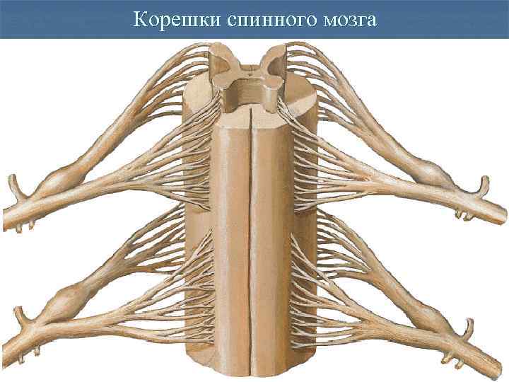 Корешки спинного мозга 