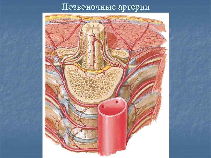 Позвоночные артерии 