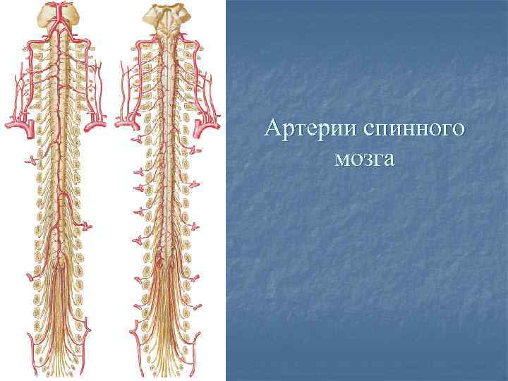 Передняя спинномозговая артерия