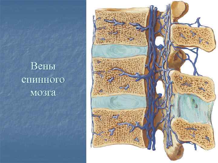 Вены спинного мозга 
