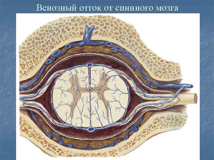 Венозный отток от спинного мозга 
