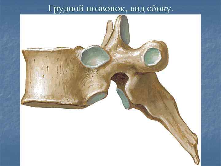 Грудной позвонок, вид сбоку. 