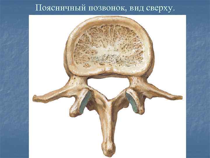 Поясничный позвонок, вид сверху. 