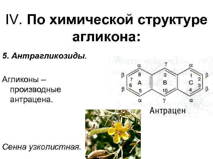 IV. По химической структуре агликона: 5. Антрагликозиды. Агликоны – производные антрацена. Сенна узколистная. 