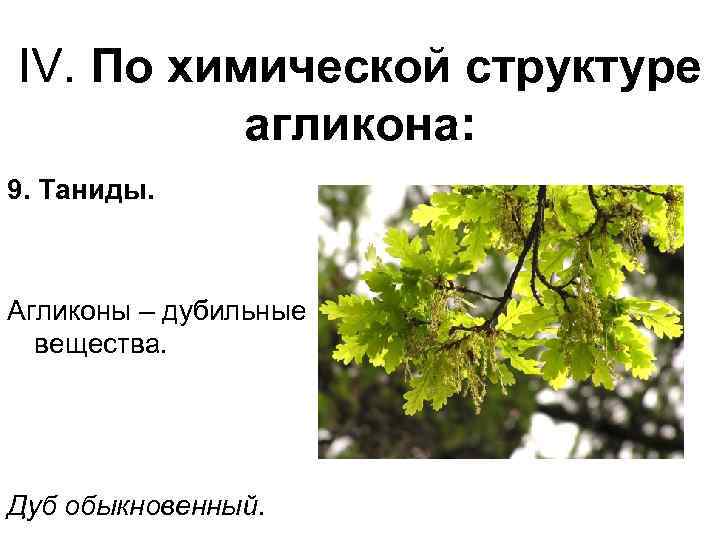 IV. По химической структуре агликона: 9. Таниды. Агликоны – дубильные вещества. Дуб обыкновенный. 