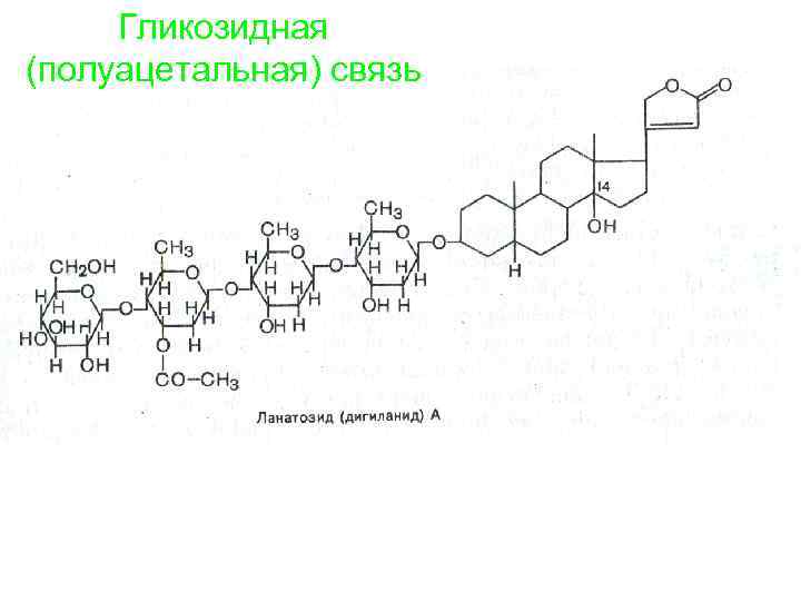 Гликозидная (полуацетальная) связь 