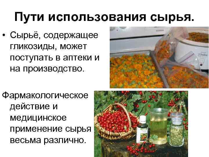 Пути использования сырья. • Сырьё, содержащее гликозиды, может поступать в аптеки и на производство.