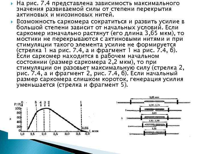 Максимальное сокращение. Зависимость силы сокращения от длины саркомера. Силы сокращения саркомер. Силы саркомера уменьшается. Зависимость силы сокращения мышцы от ее исходной длины.