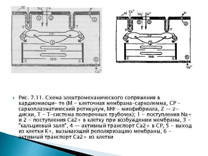  Рис. 7. 11. Схема электромеханического сопряжения в кардиомиоци- те (М - клеточная мембрана-сарколемма,