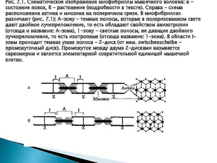 Рис. 7. 1. Схематическое изображение миофибриллы мышечного волокна: а состояние покоя, б - растяжение