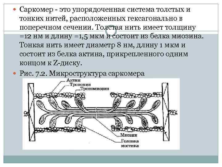  Саркомер это упорядоченная система толстых и тонких нитей, расположенных гексагонально в поперечном сечении.