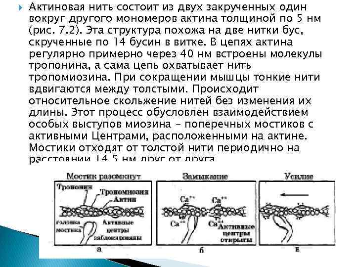  Актиновая нить состоит из двух закрученных один вокруг другого мономеров актина толщиной по