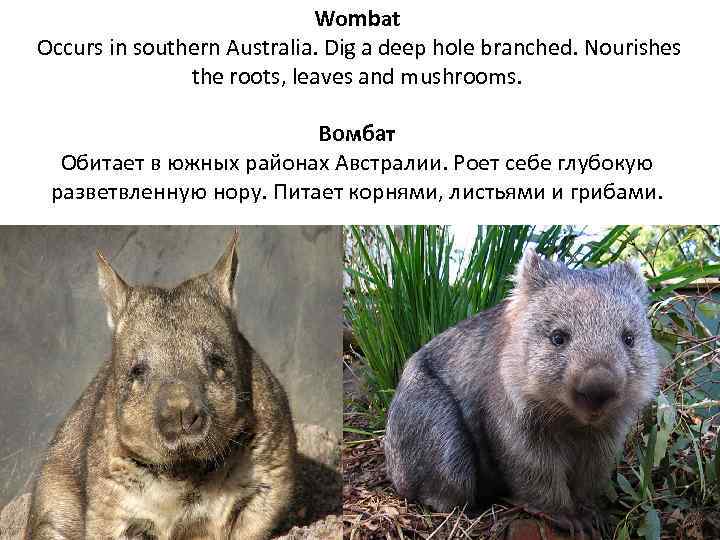 Wombat Occurs in southern Australia. Dig a deep hole branched. Nourishes the roots, leaves