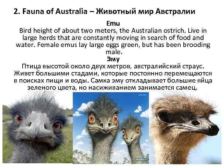 2. Fauna of Australia – Животный мир Австралии Emu Bird height of about two